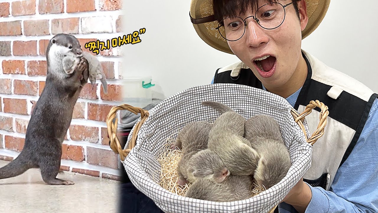귀여운 아기수달 4마리를 만나고 왔습니다!