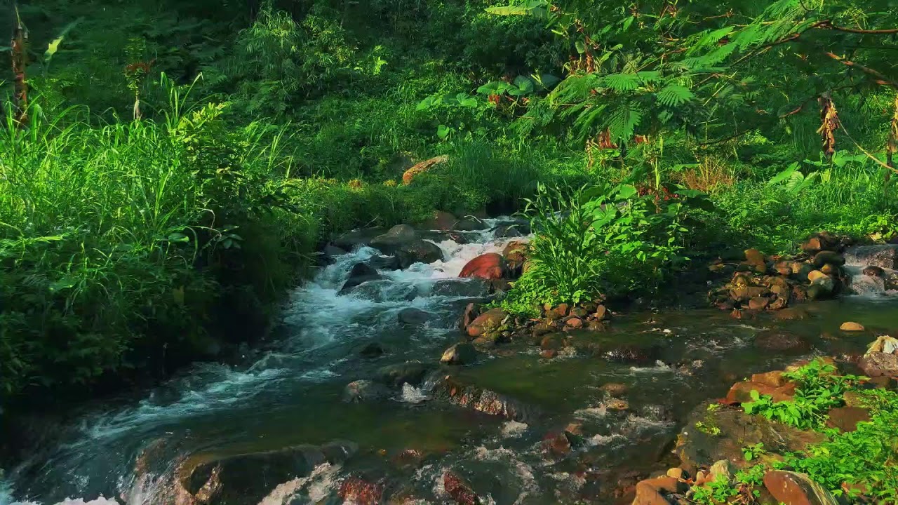 Peaceful River Flowing Through a Quiet Forest – Gentle Nature Sounds for Deep Sleep and Study Focus