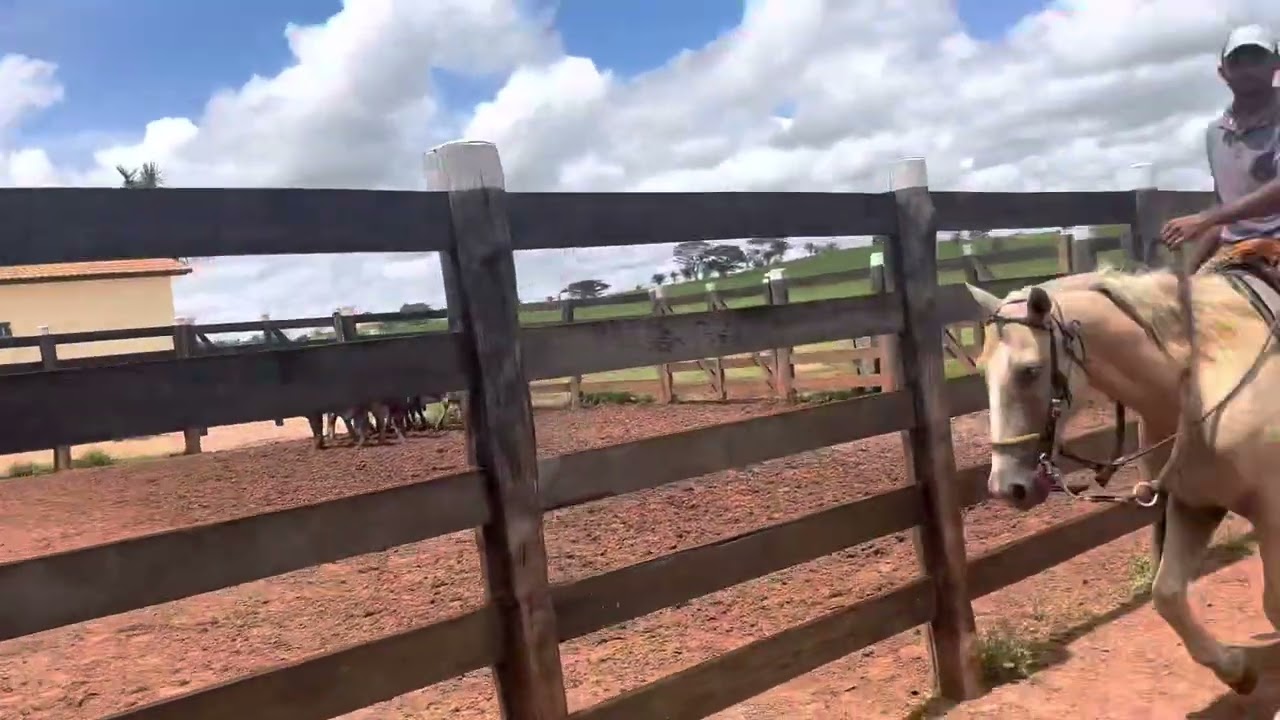 Kennedy e Adaldinho aprendendo a selecionar bezerros pra deixar pra Touro - 1ªAula prática.