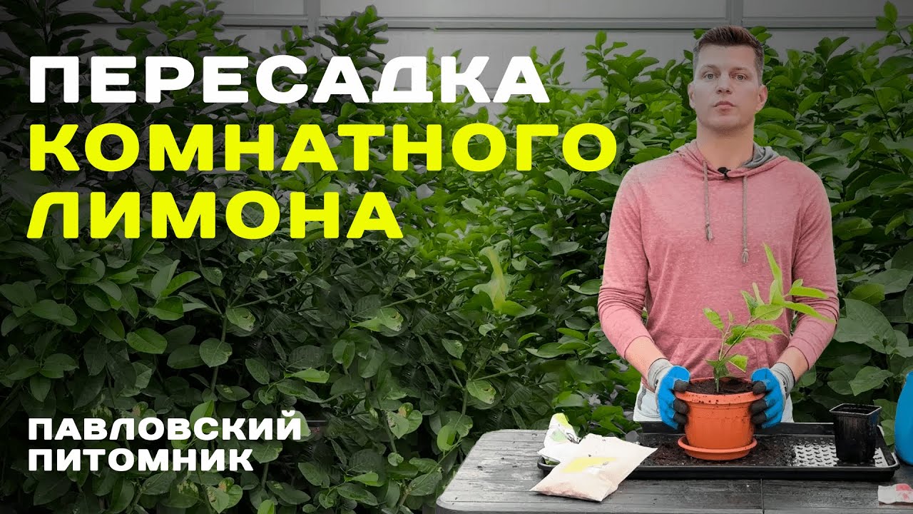 Как пересадить комнатный лимон? Опыт Павловского питомника.