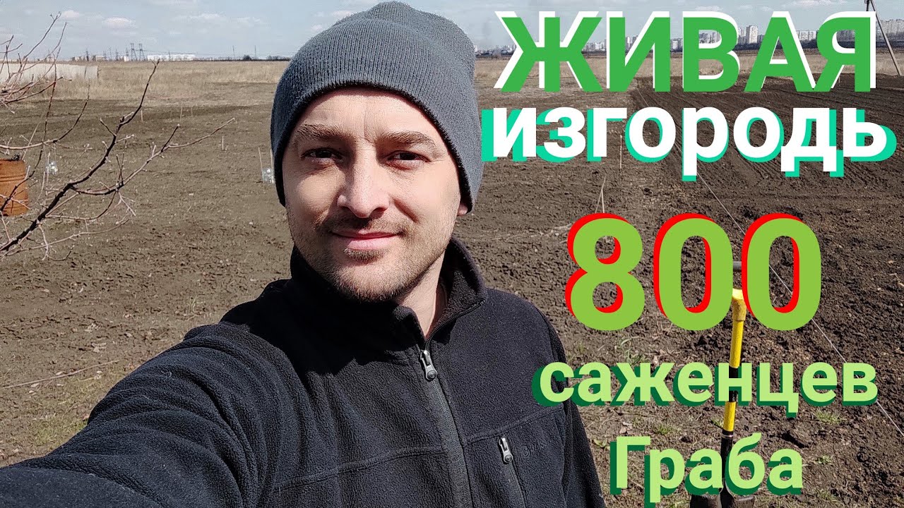 Живая изгородь
