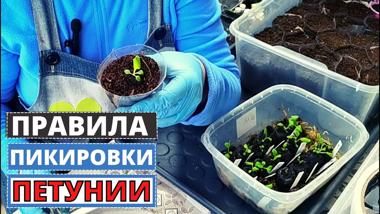 ПЕТУНИЯ основные правила пикировки растений. Семена Партнёр