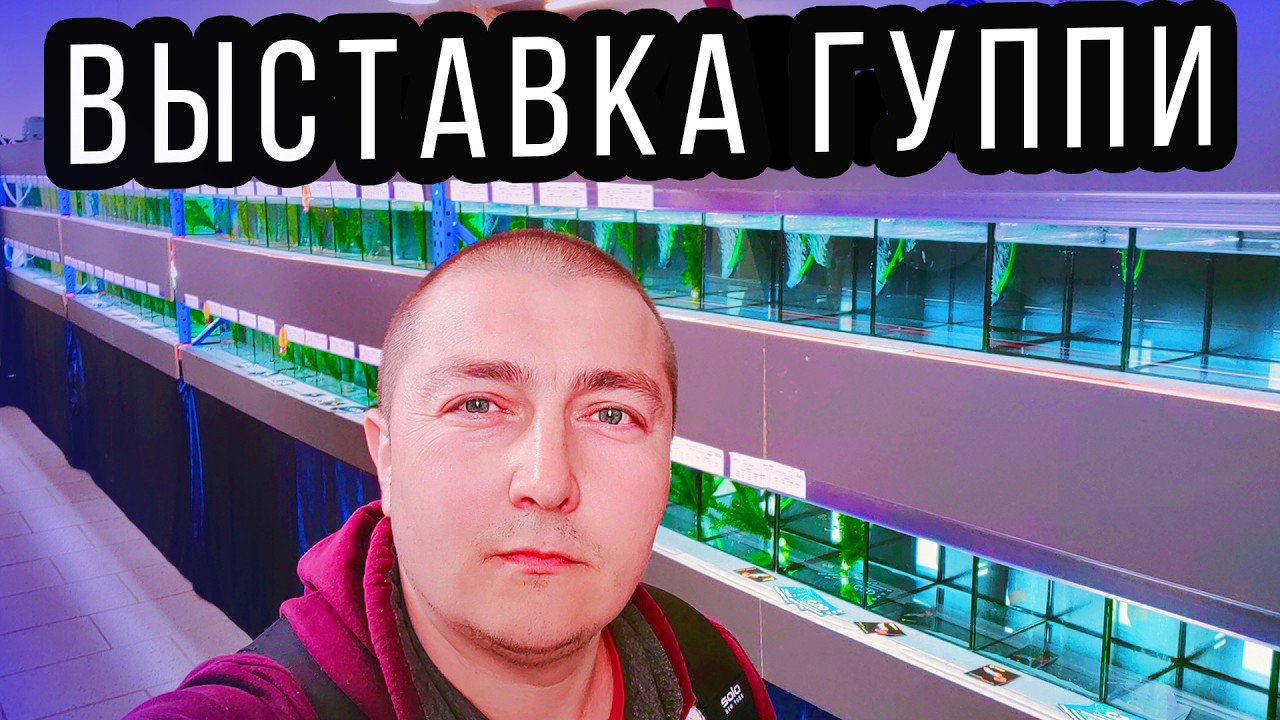 Чемпионат гуппи в Европе, Германия 2024! Самые красивые аквариумные рыбки гуппи! 4К