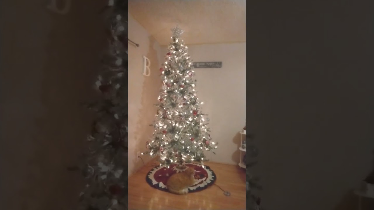 Oh, Christmas tree! 