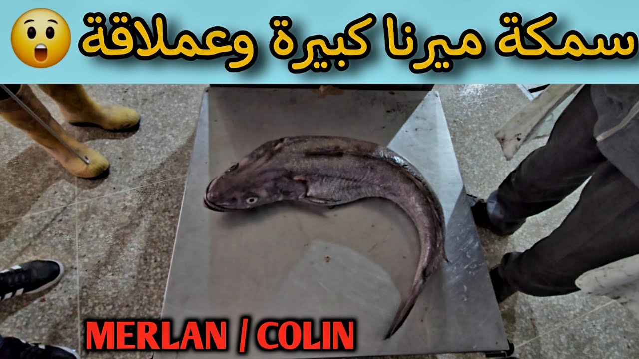 أضخم سمكة ميرنا ( كولا ) ستراها  Le plus gros poisson merlan ( Colin )