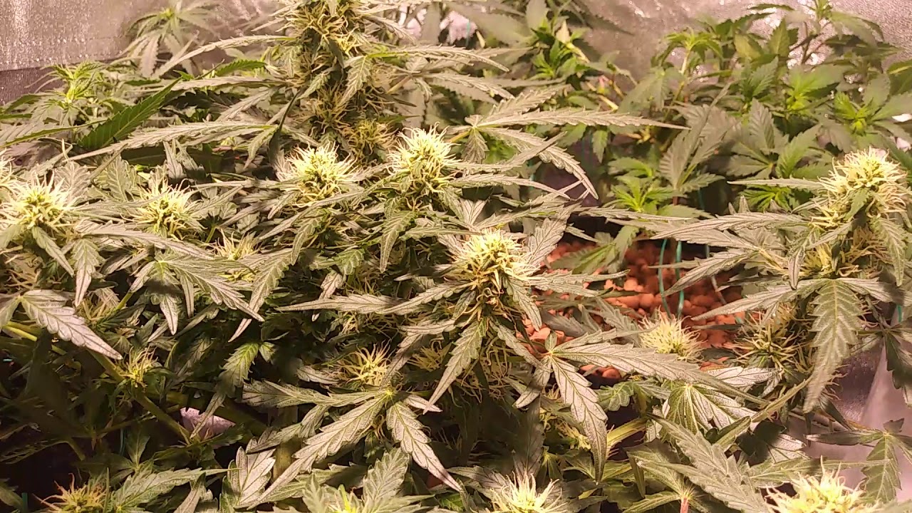 OG Kush autoflower day 45 from seed using a 315cmh philips 4k&3k bulb(Seedsman seeds)