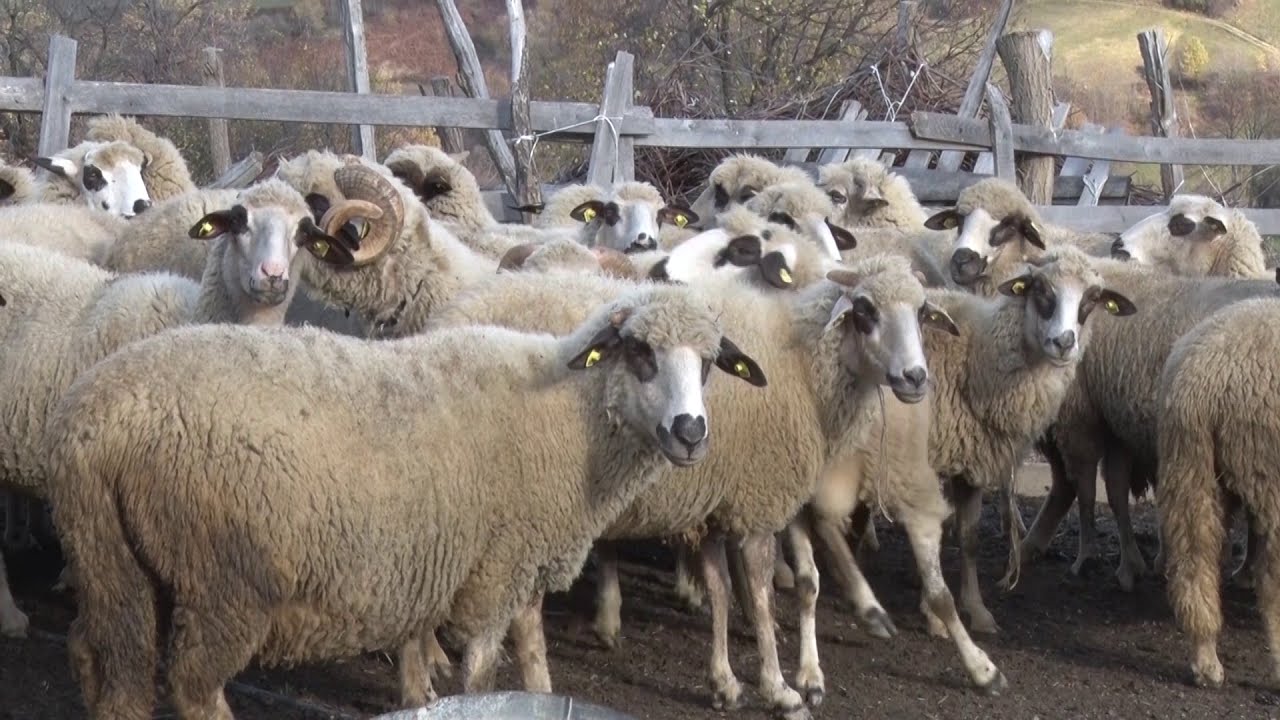 Stada ovaca koja NESTAJU