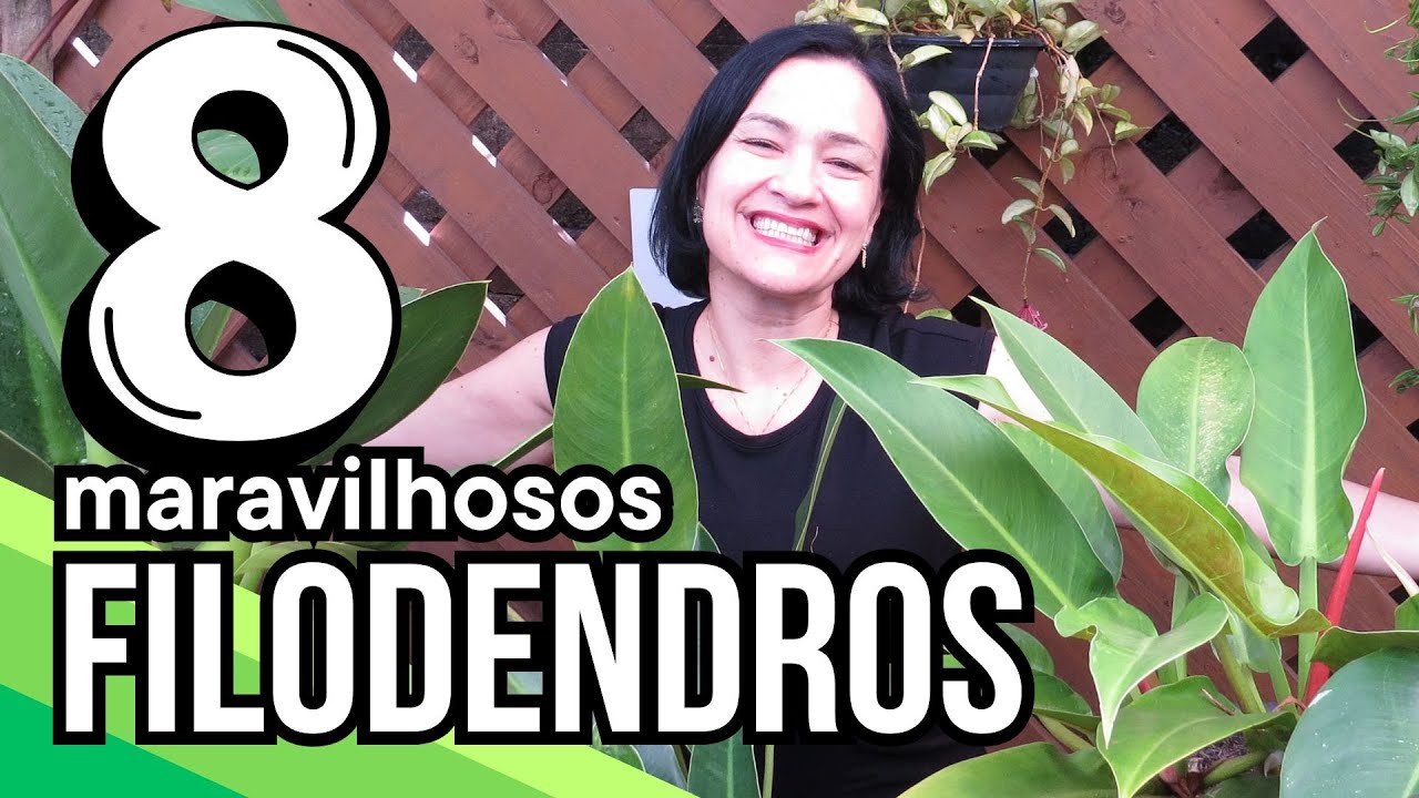 8 FILODENDROS lindos e fáceis de cuidar!