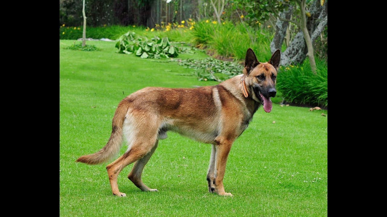 Omero Personal Protection dog (Jogging) for sale 786-206-9330