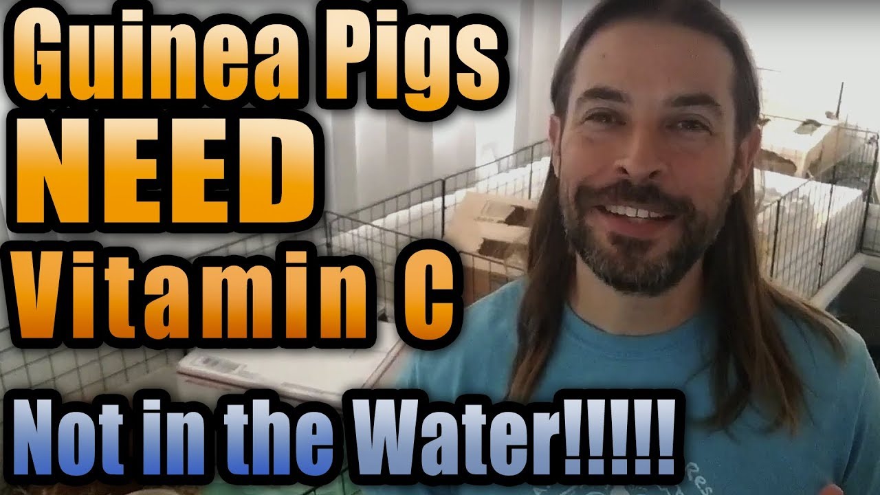 Guinea Pigs Need Vitamin C - Never in their water!