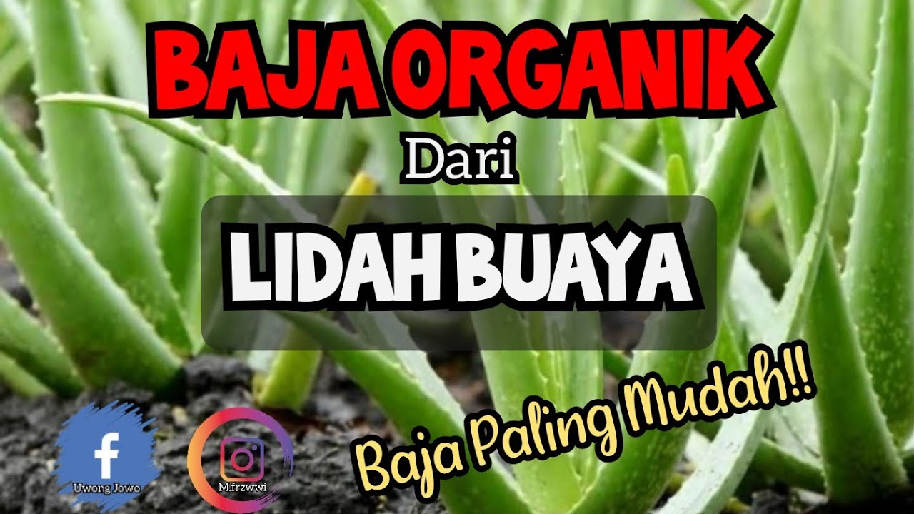 [ TUTORIAL ] Cara buat baja organik dari Lidah Buaya (Aloe Vera) | Baja terbaik untuk bunga