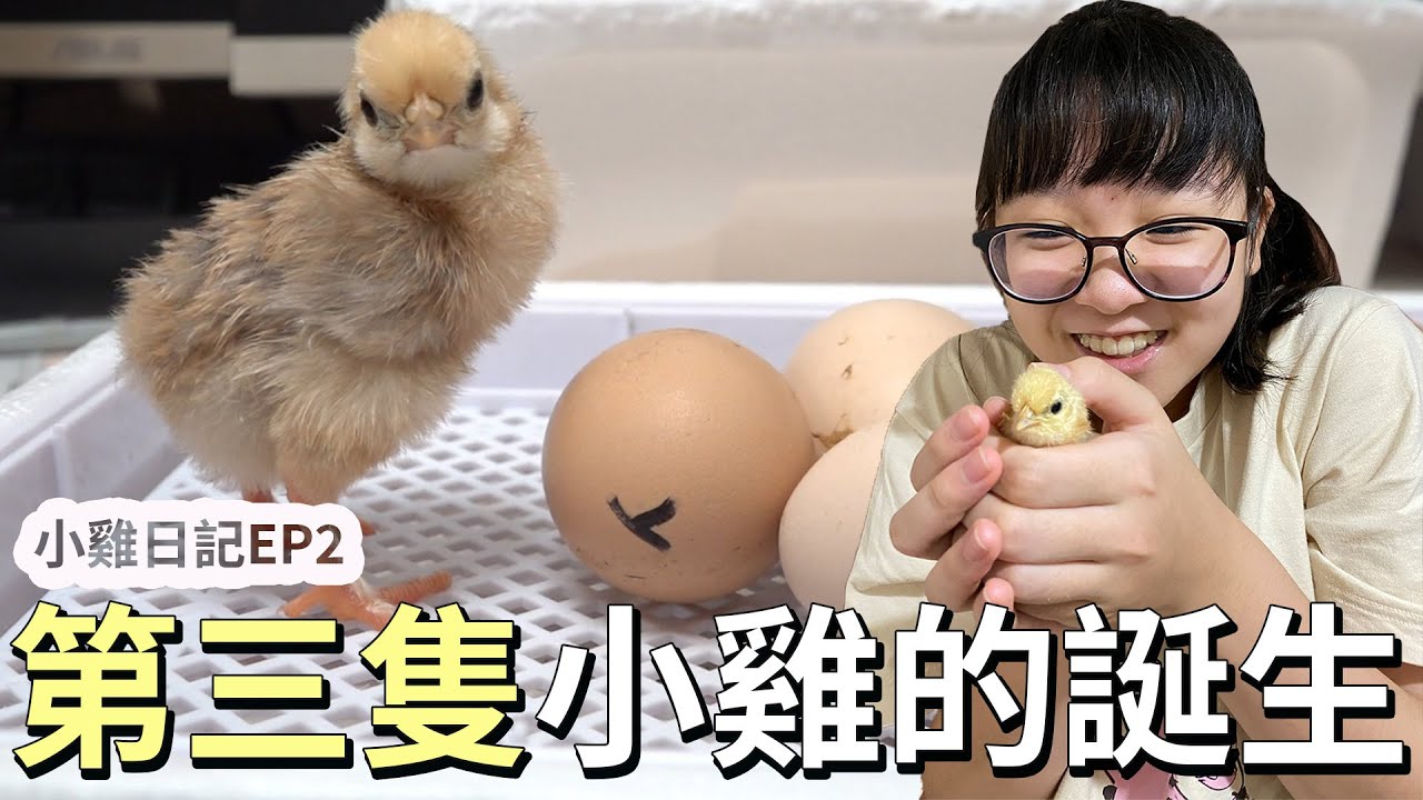 【小雞日記】EP2 第3隻小雞的誕生! 幫小雞取好名字了![NyoNyoTV妞妞TV]