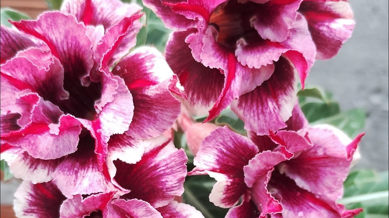 OLÁ PESSOAL BOM DIA OLHA COMO ESTÃO LINDAS MINHAS ROSAS 🌺🌺🤩