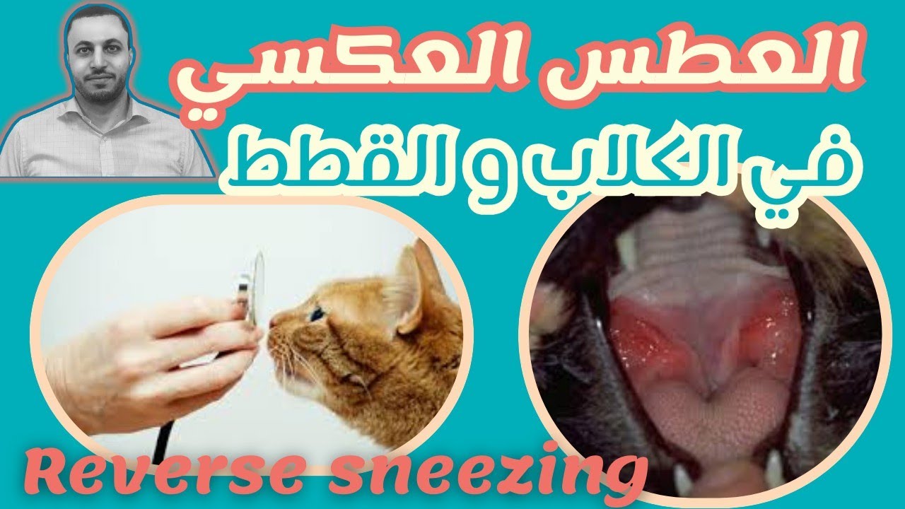 #العطس_العكسي في #الكلاب و #القطط اسبابه و اعراضه. و العلاج المتاح.