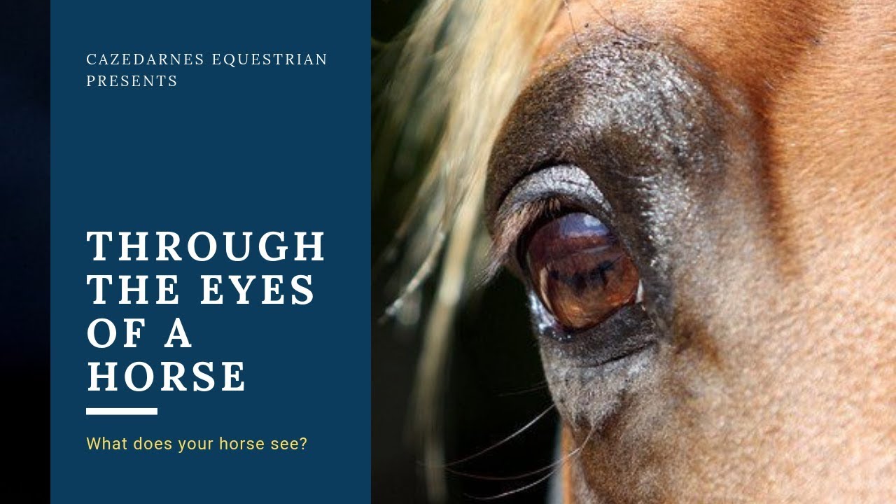 Through the eyes of a horse