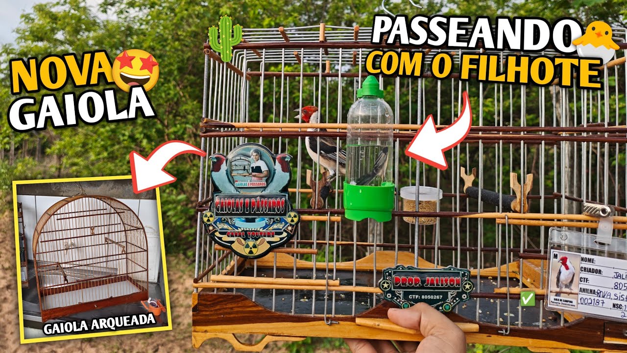 🌵 PRIMEIRO PASSEIO COM MEU FILHOTE DE CAMPINA+ MAIS NOVA GAIOLA PARA OS PÁSSAROS!!! 🤩