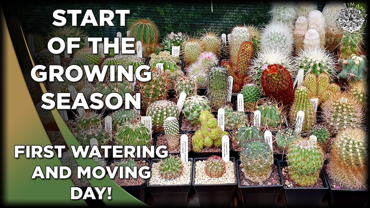 First Watering & Taking Plants Back in the Greenhouse for Summer | #Cactus & #Succulent Collection