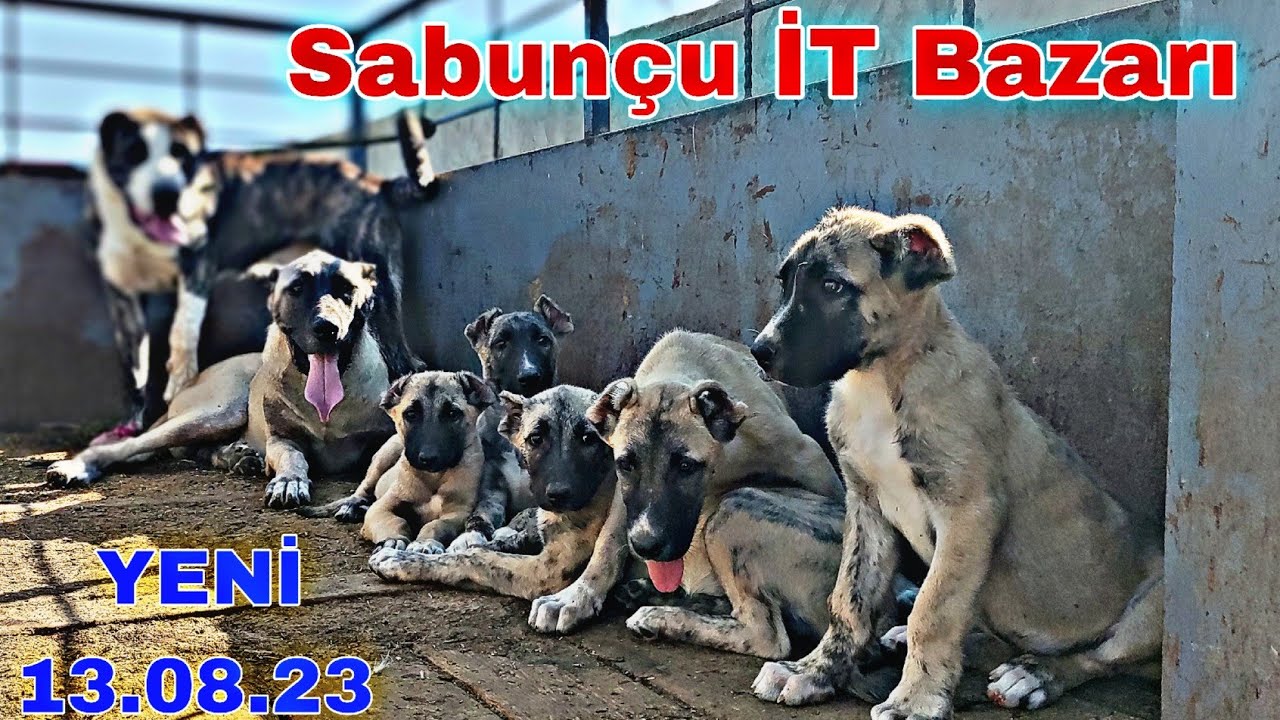 Sabunçu İT Bazarı 13 avqust 2023 @mubarizemintv2271
