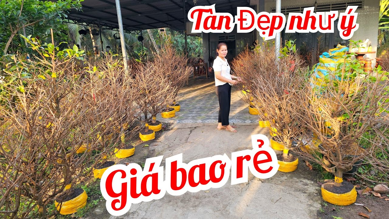 Tuyết Minh 📲O36878364O mai giảo Thủ Đức giá rẻ 7/3 Chợ Gạo (@MaivàngQuêdừa)
