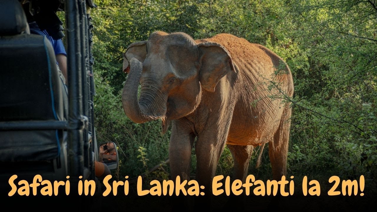 Safari în Sri Lanka Fără Filtre! Experiența din Udawalawa (Cât a costat, ce am văzut)