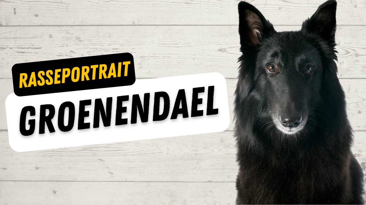 Groenendael - Ursprung, Charakter, Training, Haltung