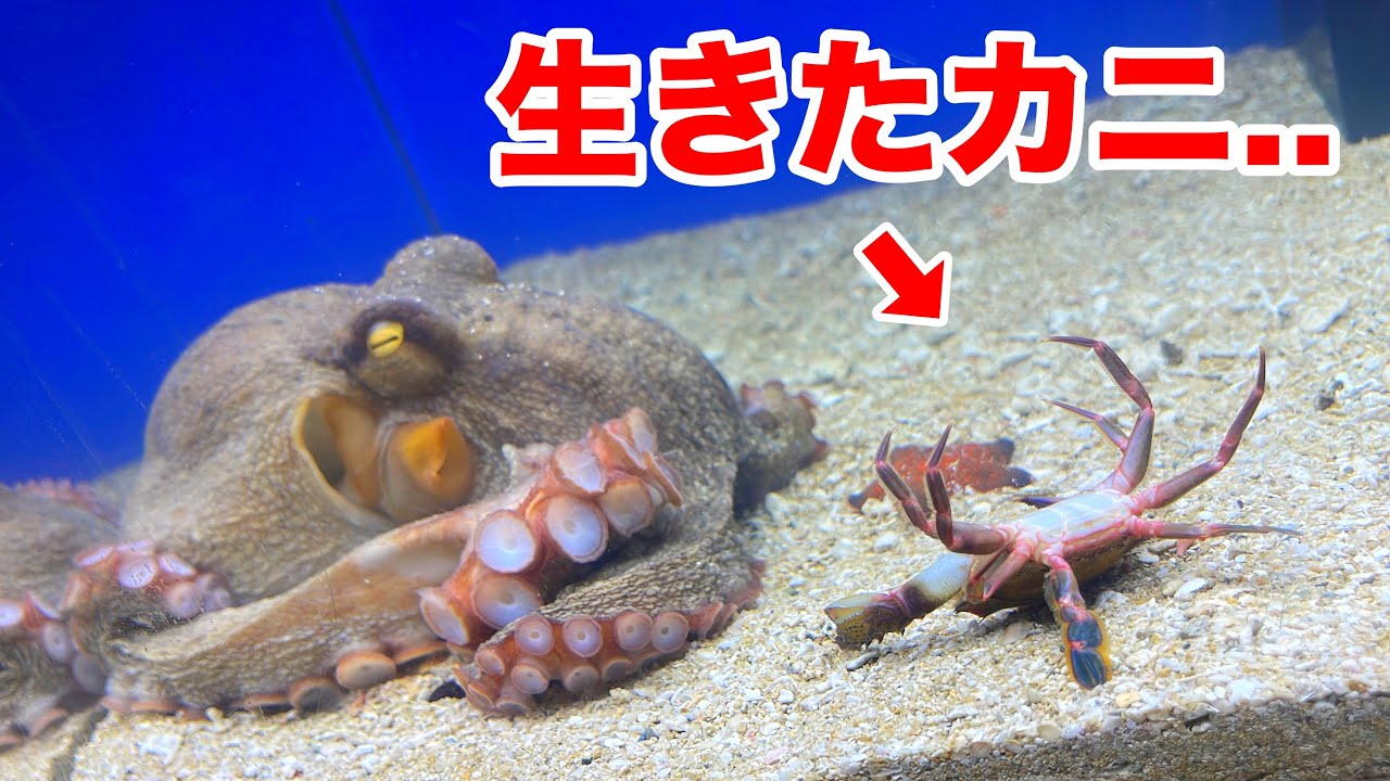 鮮魚店で売れ残っていたタコを飼育したら足が生えてきたので、カニを与えます...！！