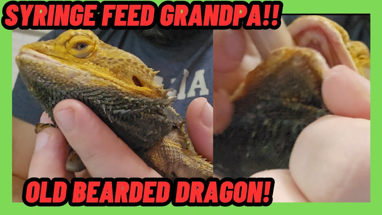 SYRINGE FEED OLD GRANDPA BEARDED DRAGON! | HOW TO DO IT SAFE!