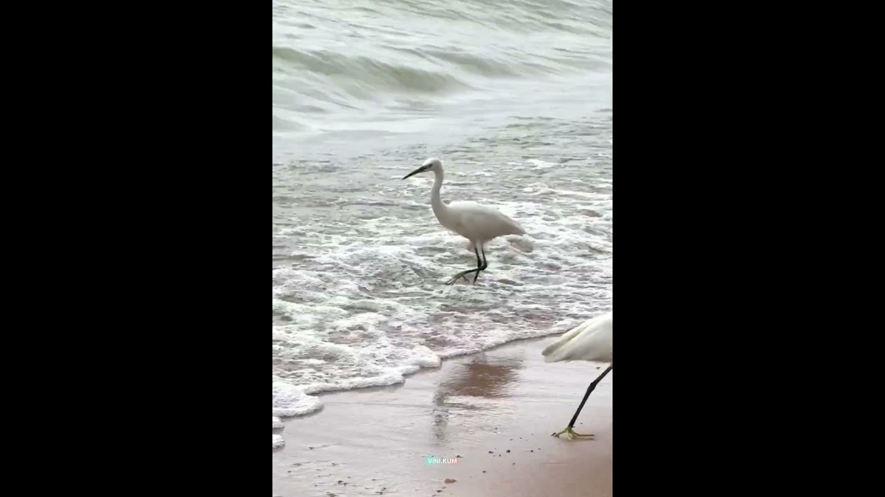 Check out the feet colour of Little Egret. #birds #africa #nature #earth #life #kids #kidsvideo