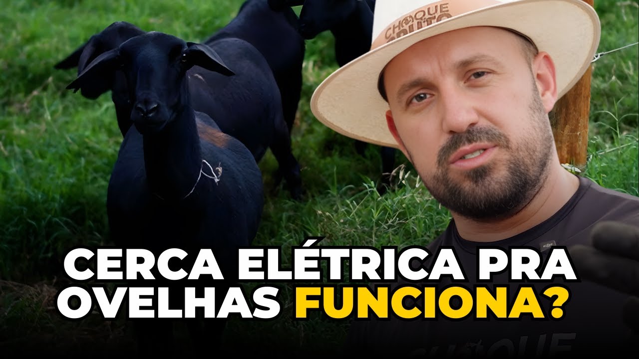 O método que usamos para conter ovelhas com choque, na prática!