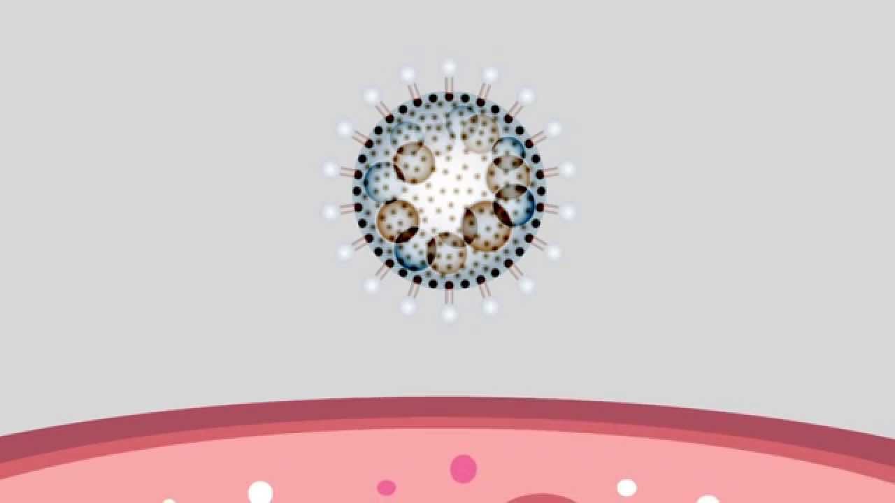 What is a virus? How do viruses work?
