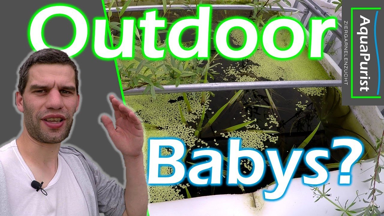 Gibt es schon Babys im IBCs Teich? - Outdoor Update Juli 2021