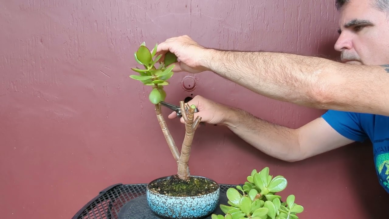 Crassula Ovata Jade Bonsai - Big Cut & Recovery