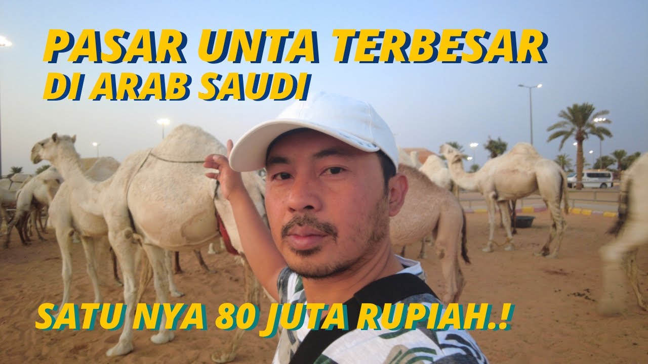 SEPERTI INILAH SUASANA PASAR UNTA TERBESAR DI ARAB SAUDI