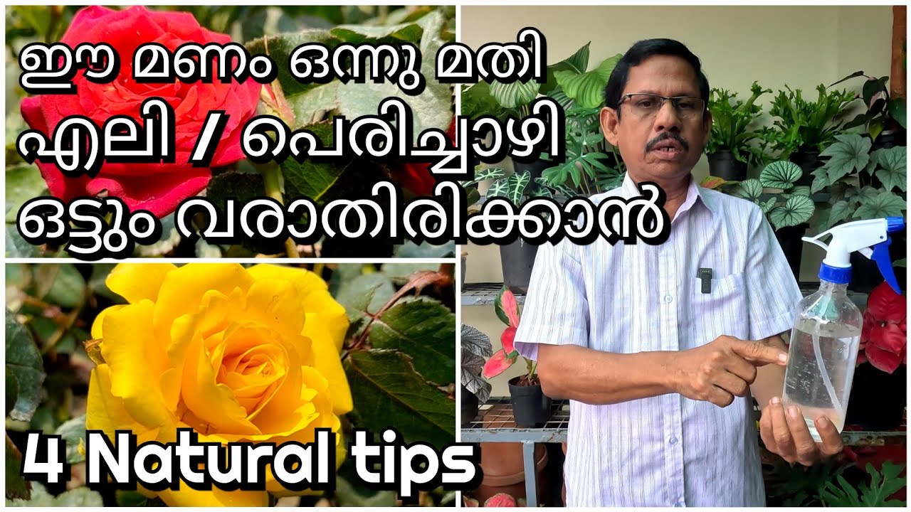 ഈ മണം ഒന്നു മതി എലി / പെരിച്ചാഴി വരാതിരിക്കാൻ | 4 Natural repellent against rat / mice / rodents