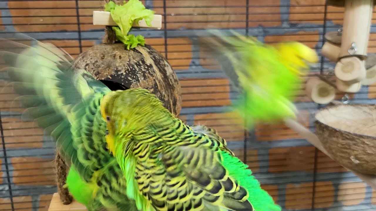 budgie sounds for lonely birds