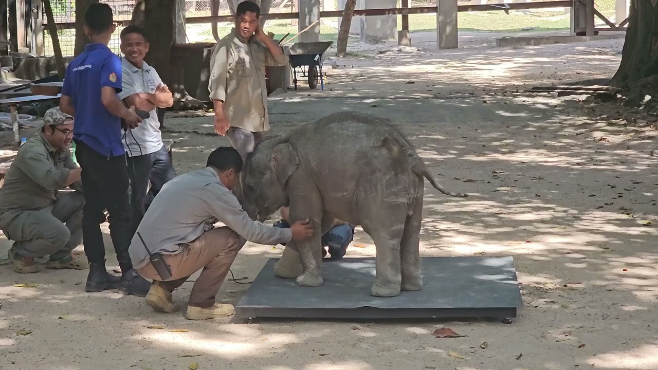 5 month baby elephant so cute and smart