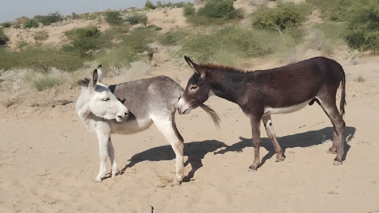 Donkey Breeding on Small Village Farm