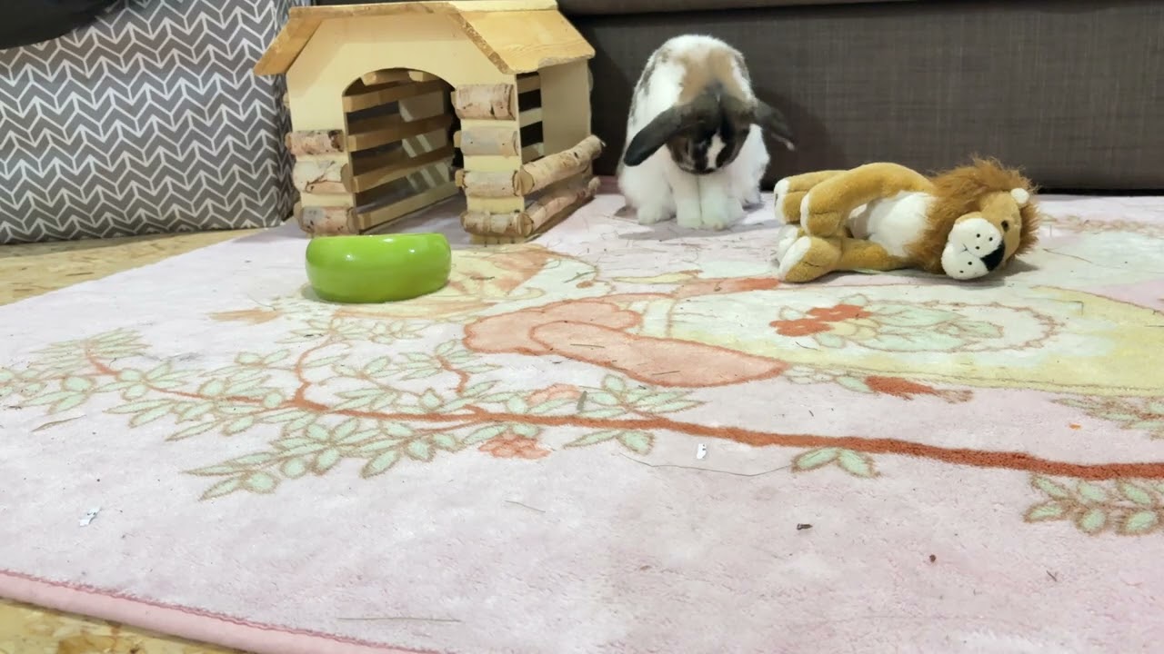 🥹🐇 The Most Adorable Bunny on YouTube?! Meet PB 💕