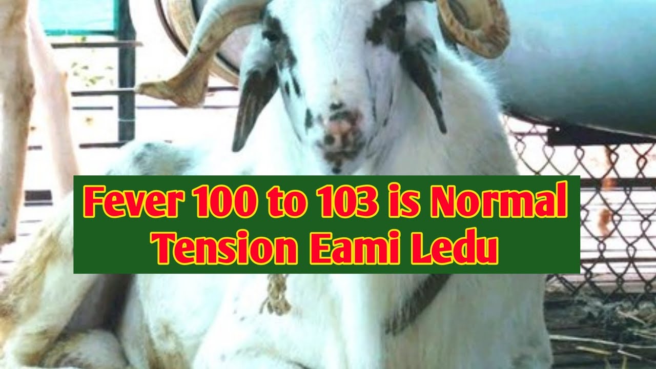 Cold Cought Fever Treatment in Sheep & Goat By Weekend Farming YouTube Channel