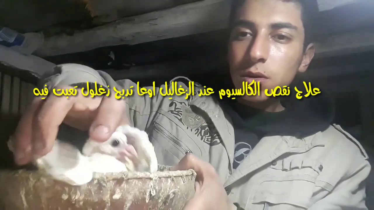 شوفنا زغلول عندو نقص كالسيوم اتدبح اليكم الحل عملى اوعا تدبح زغلول اعرف المرض وعالج انت معالج حمامك❤