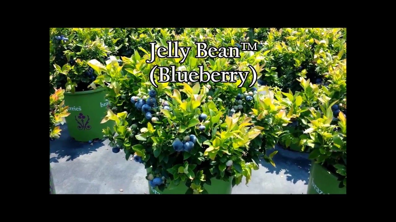 BrazelBerries® Jelly Bean™ - A Delicioulsy Beautiful Blueberry