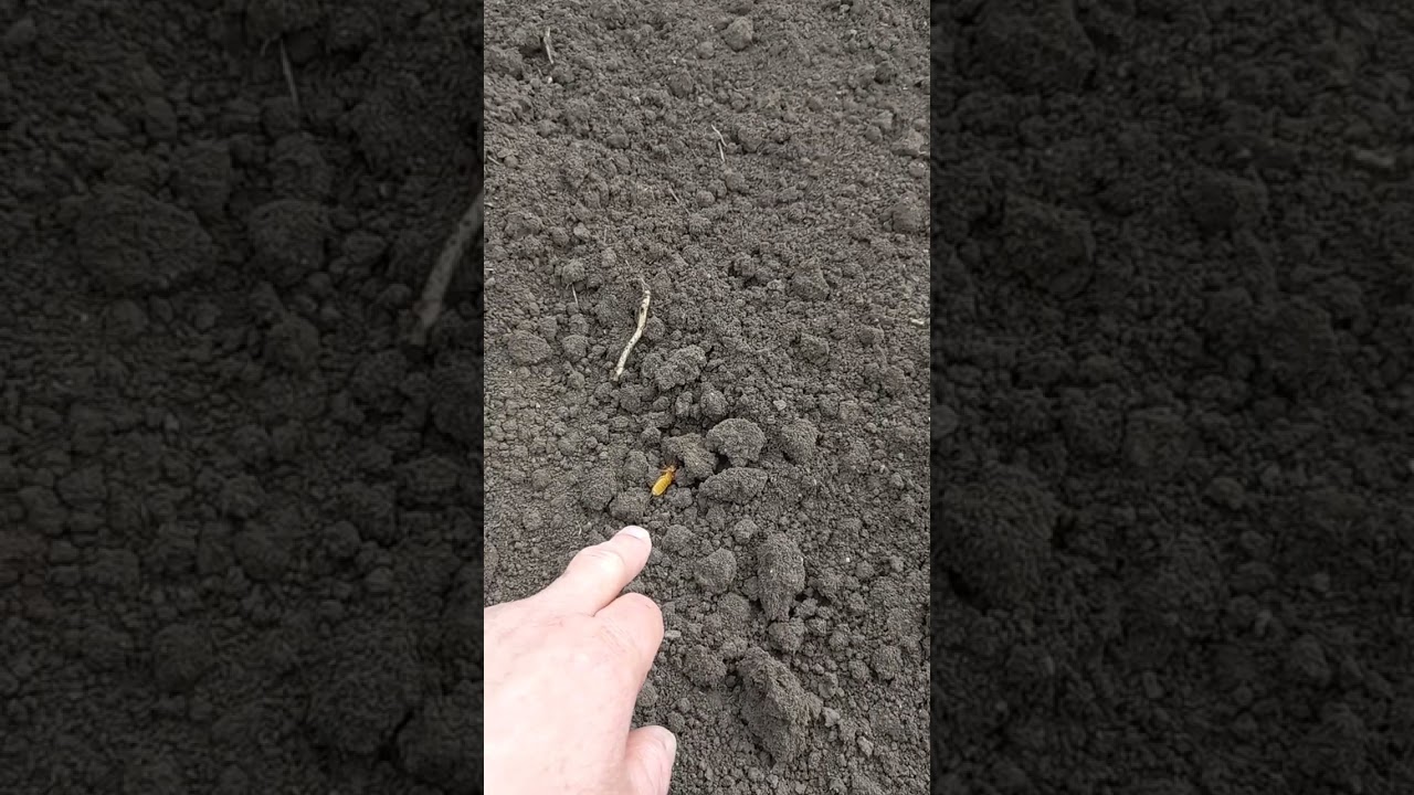 медведка (капустянка).