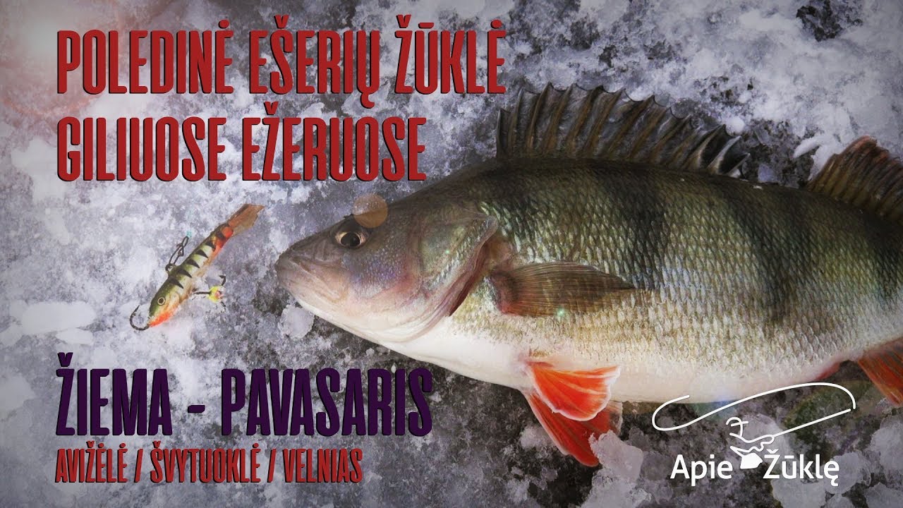 Apie žūklę 2018 03 10. Poledinė ešerių žūklė žiema - pavasaris :)