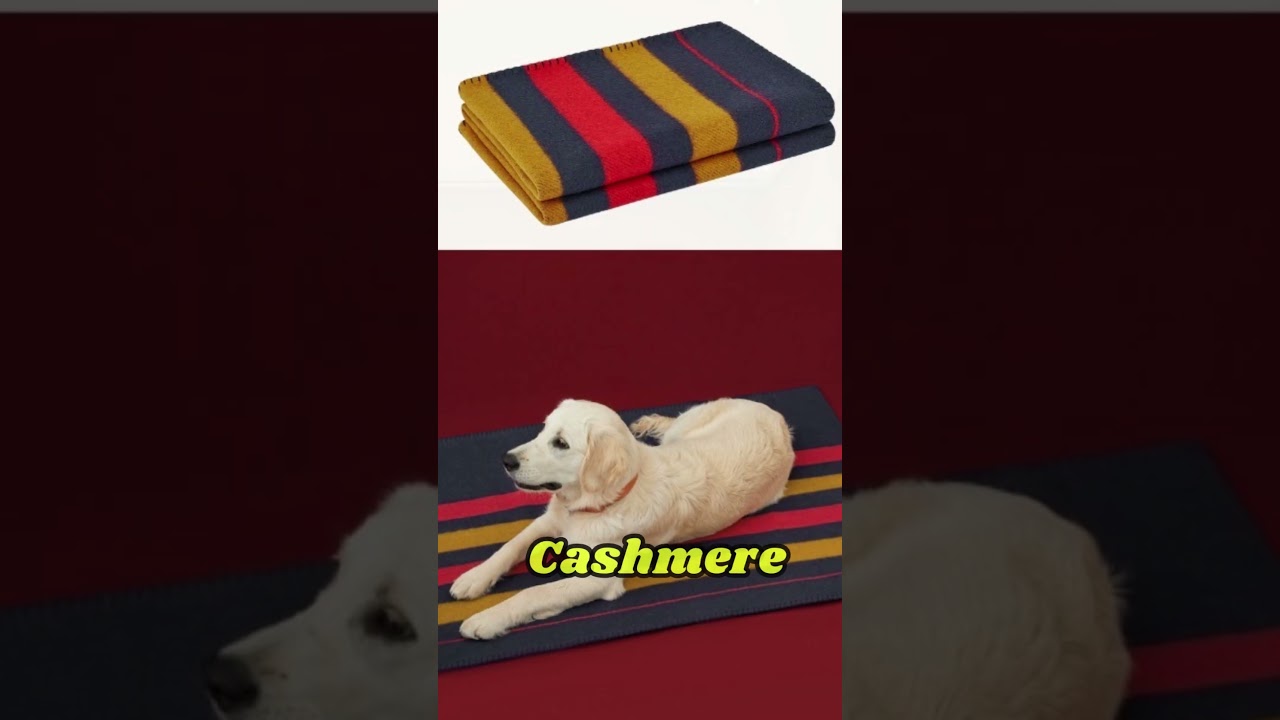Pamper Your Pets: Exploring Luxury Pet Accessory Brands #shorts #luxury #pets