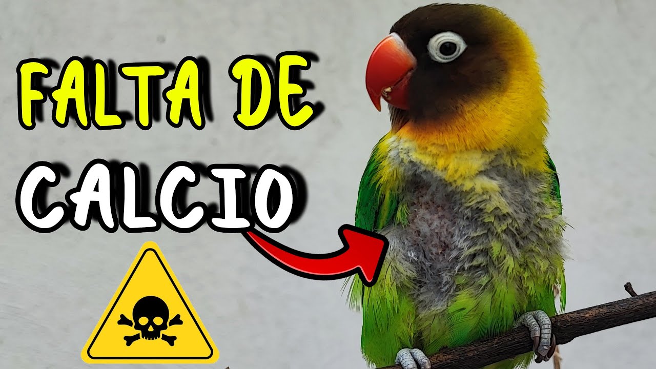 FALTA de CALCIO en LOROS!! y sus Consecuencias ☹️