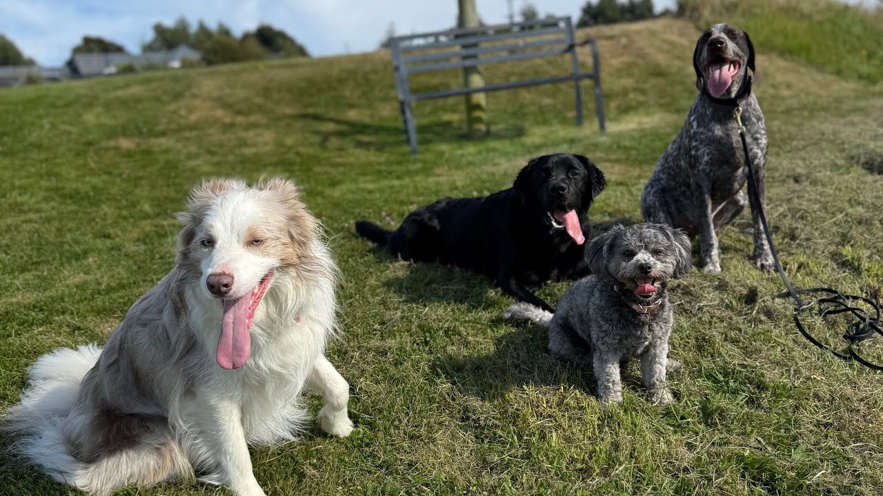 Monday funday🐾🐕