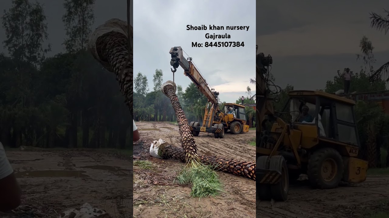 Shoaib khan nursery Gajraula #Datepalm #kajur #gajraulanursery #nature #shoaiblhannursery 8445107384