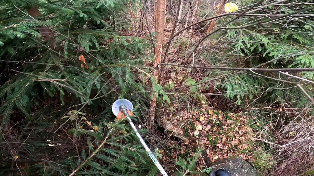 Sen röjning i granplanteringen