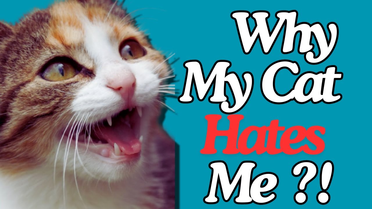 Why My Cat Hates Me?