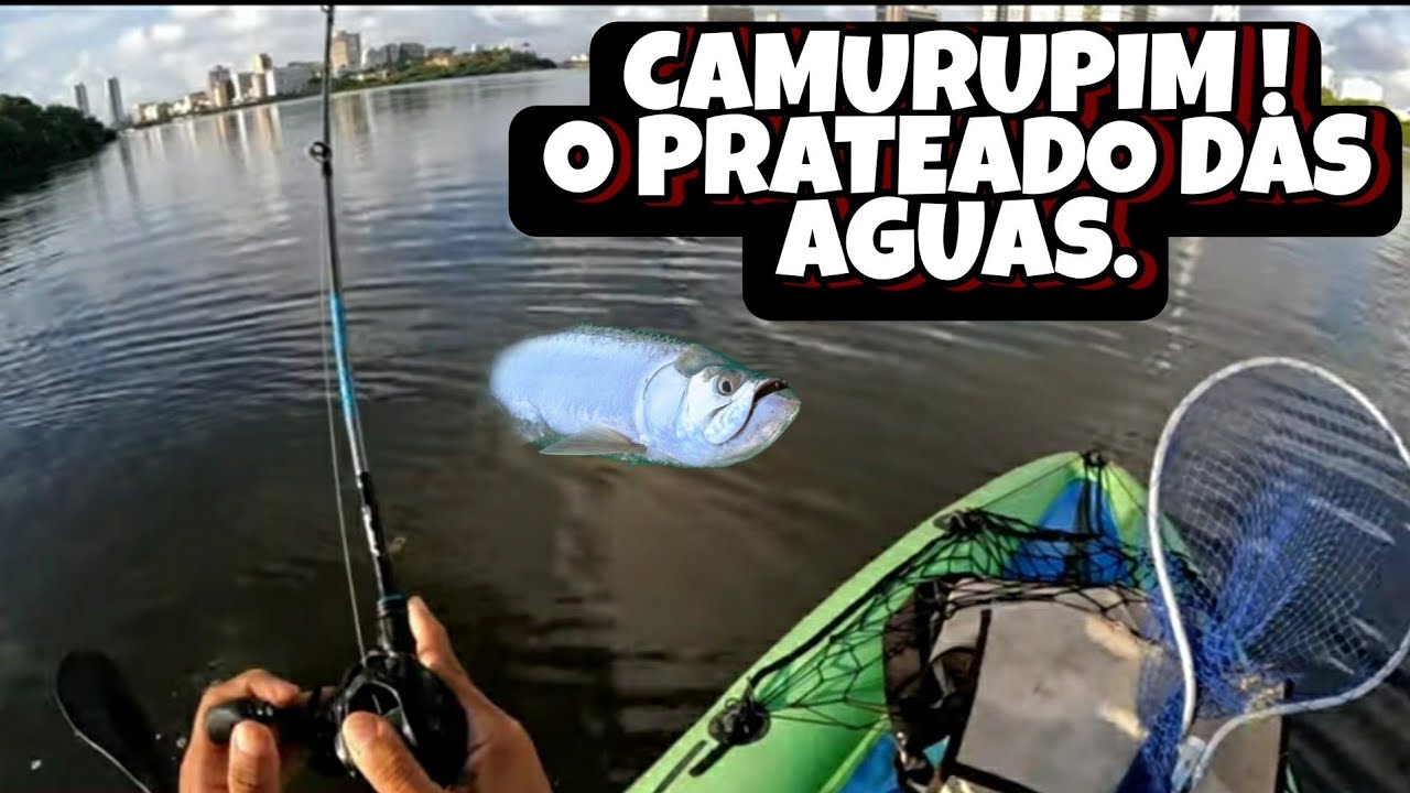 PESCARIA DE CAMURUPIM (TARPON)